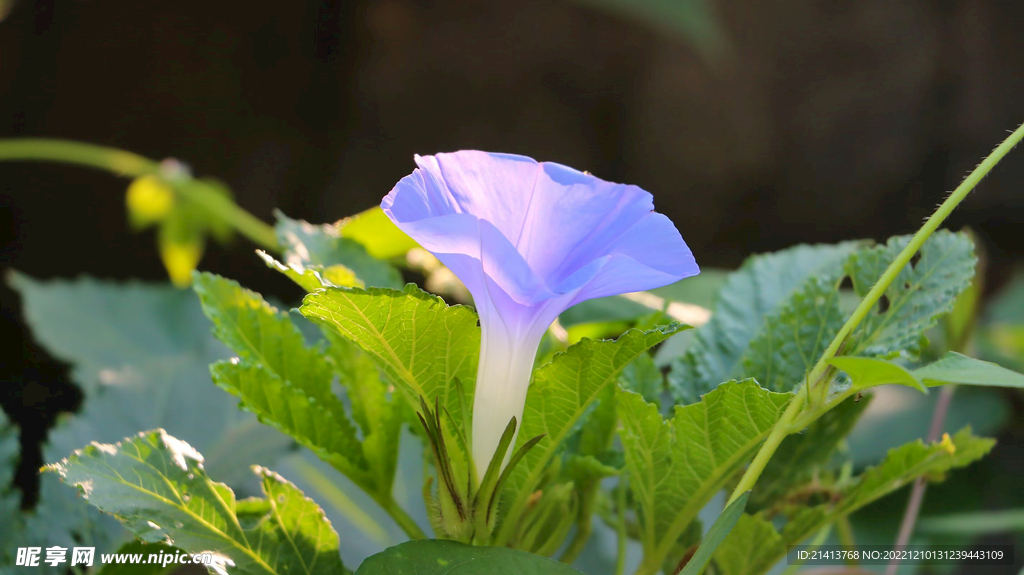 喇叭花牽牛花 