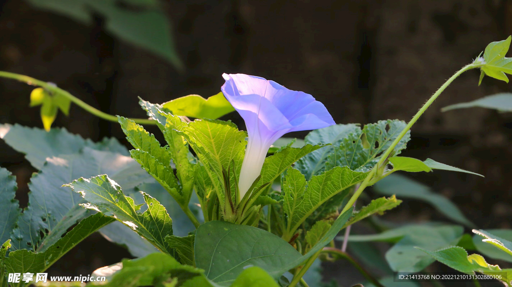 喇叭花牽?；? />
                            </div>
                    </div>
                </div>



                <div   id=