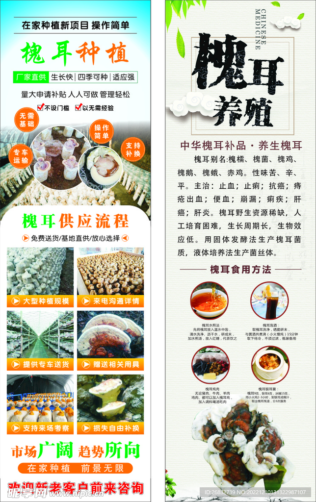 槐耳種植