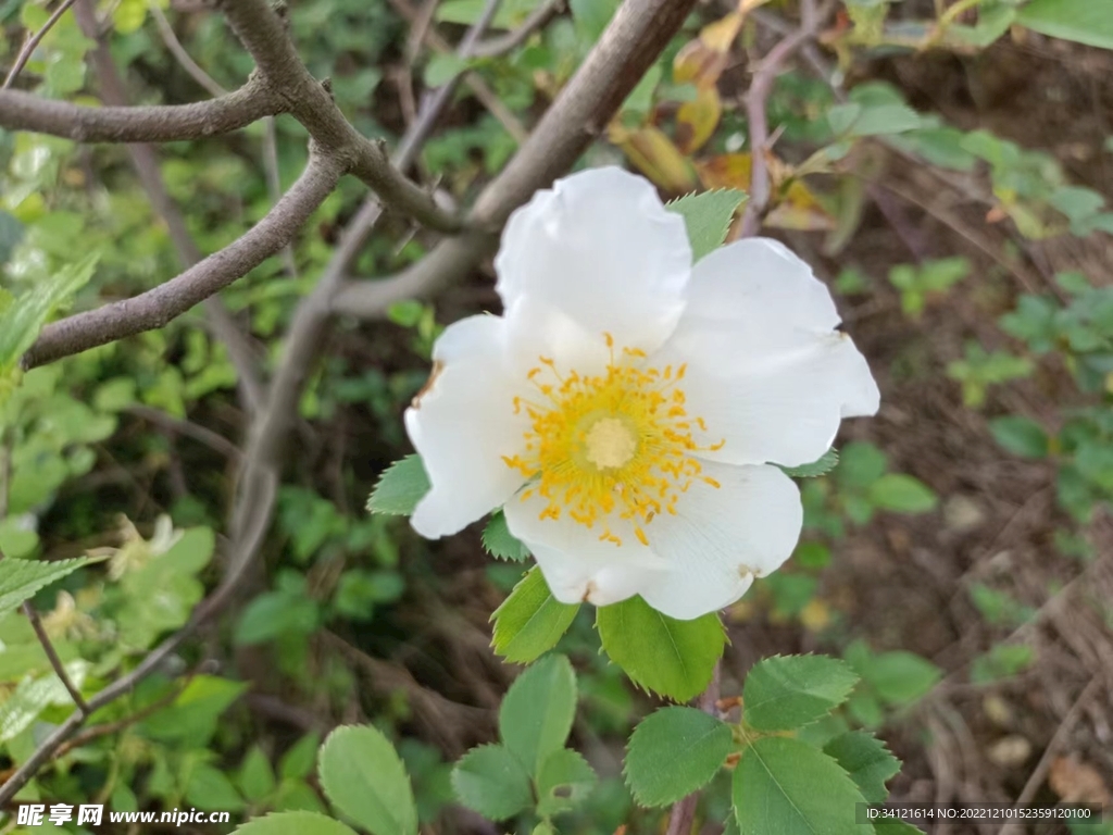 白色花