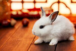 春节兔年兔