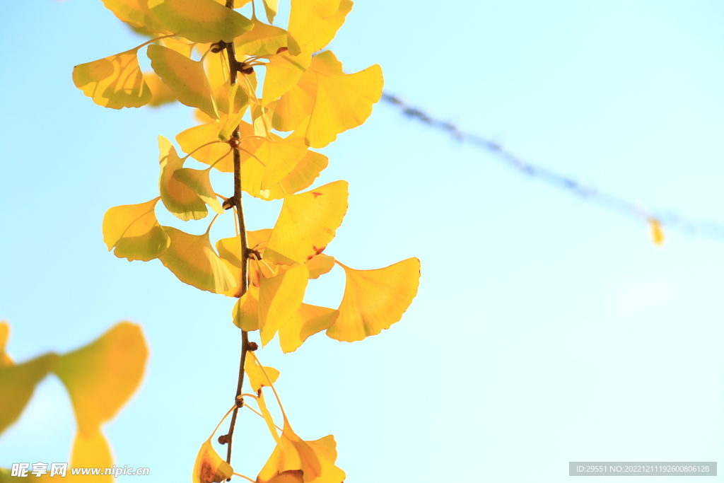 阳光下的银杏树叶