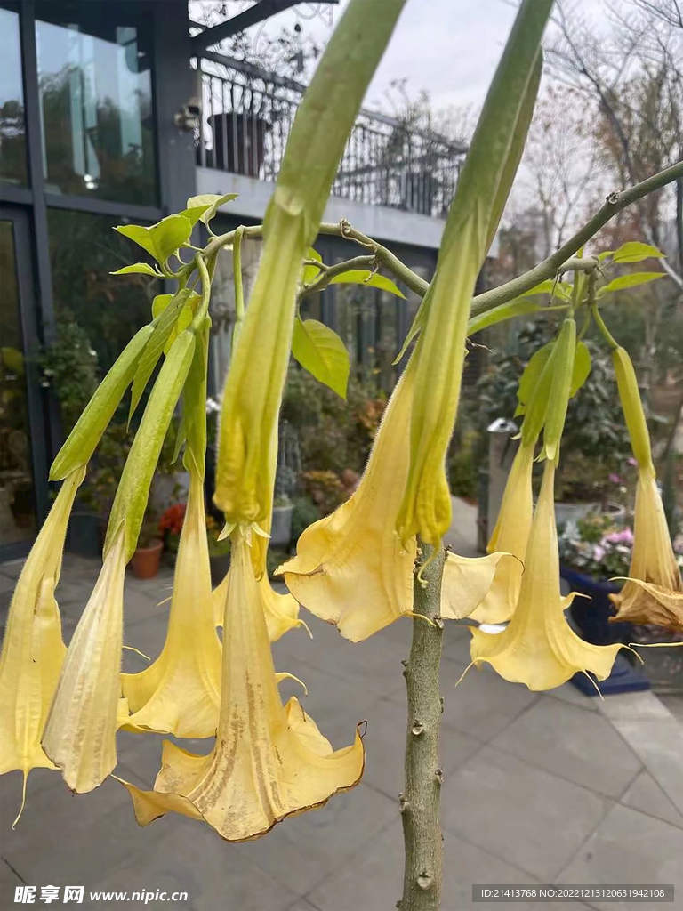 喇叭花牽?；? />
                            </div>
                    </div>
                </div>



                <div   id=