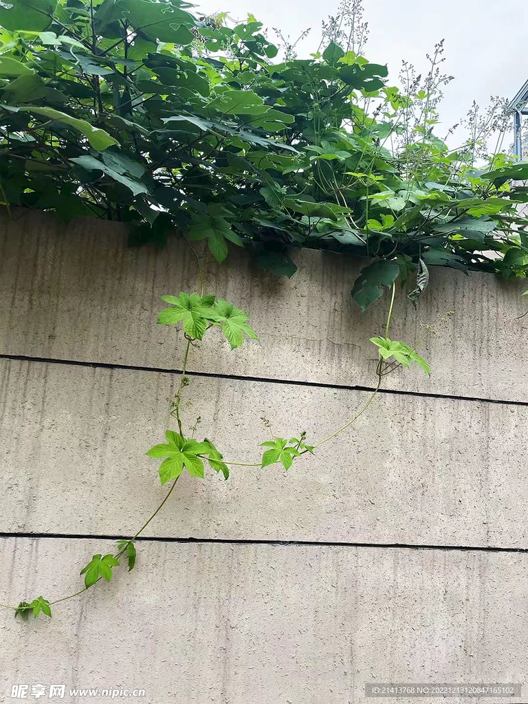 綠植綠葉植物