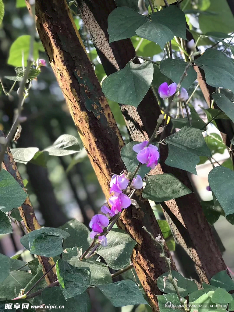 小花豌豆花 