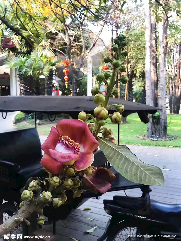 蝴蝶蘭花卉 