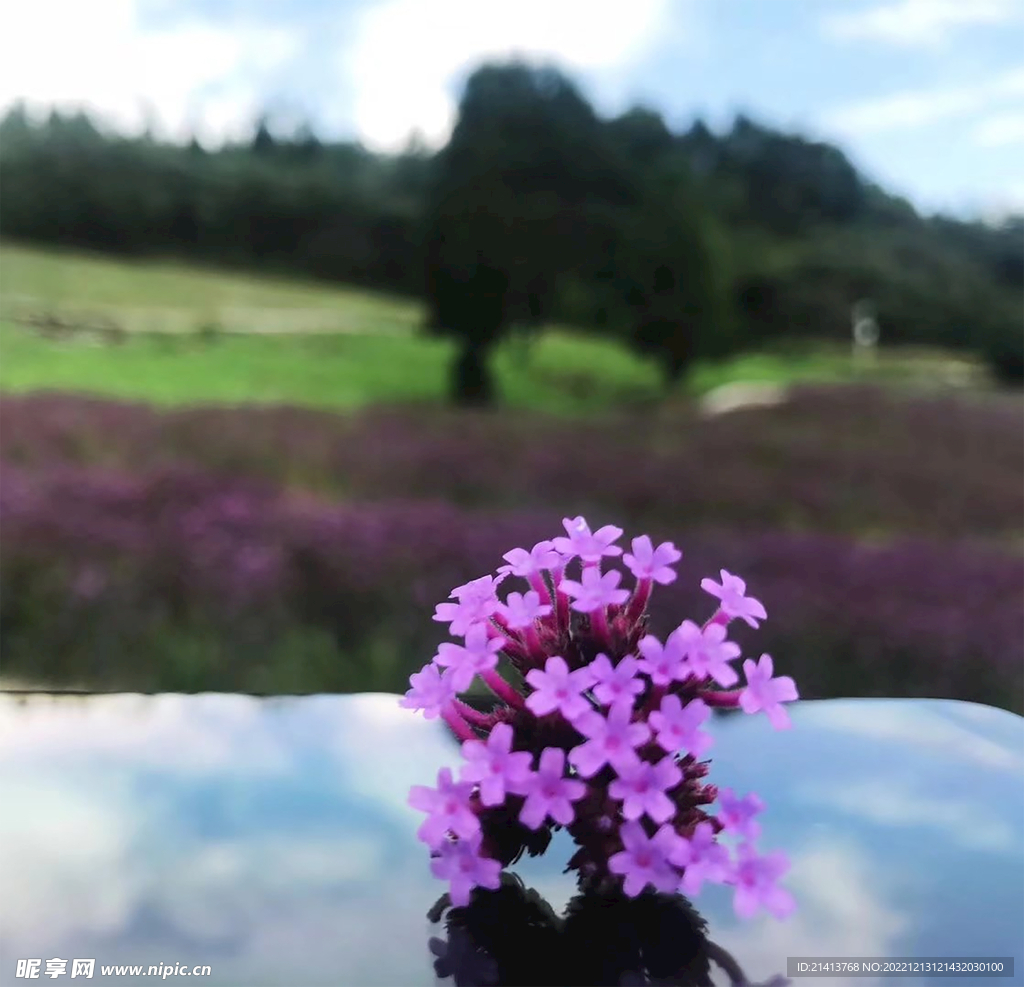 小花滿天星 