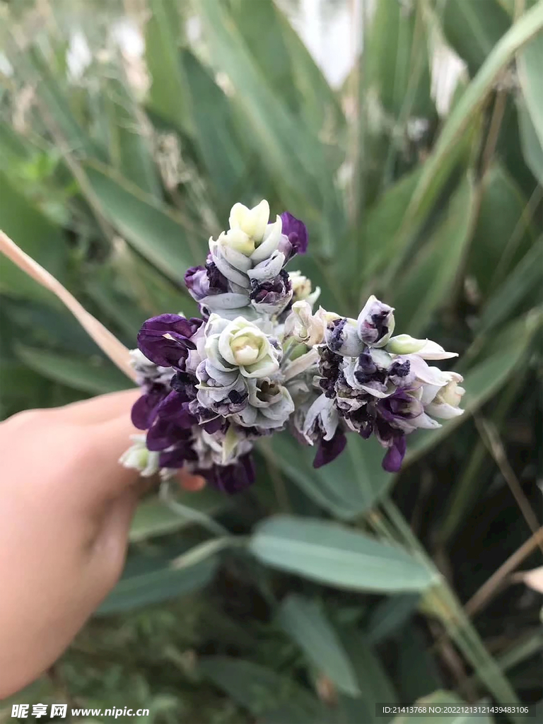 小花滿天星