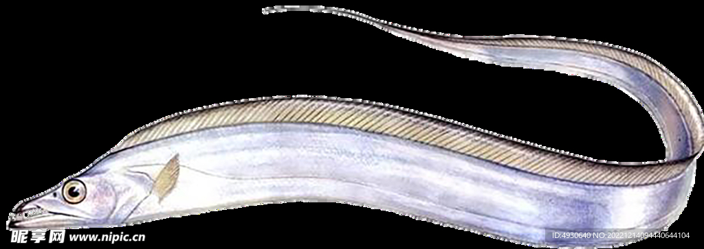 帶魚刀魚