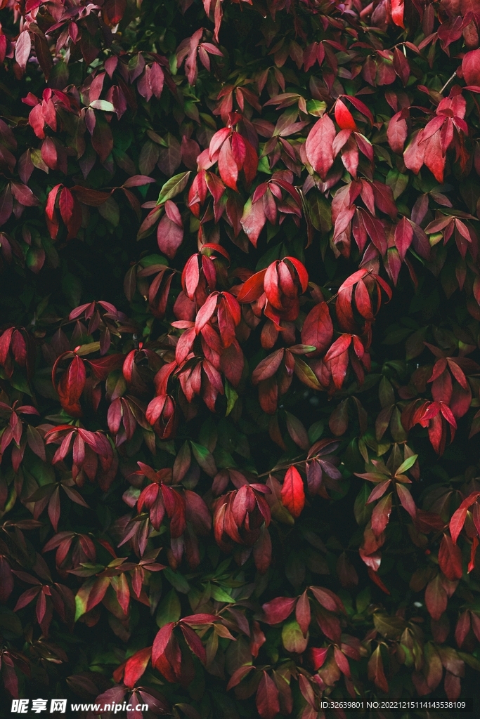 紅色樹葉