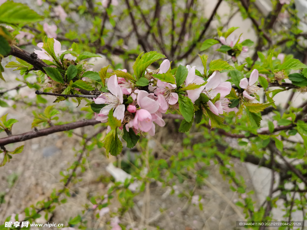 桃花花朵攝影圖片