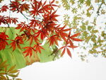 秋天的紅葉