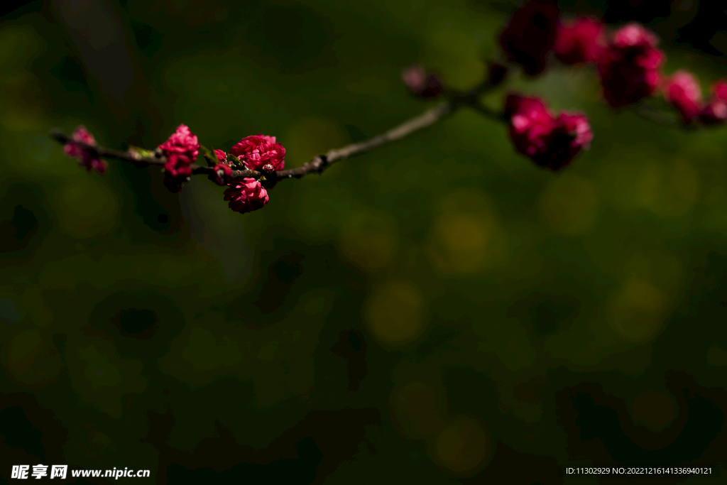花卉