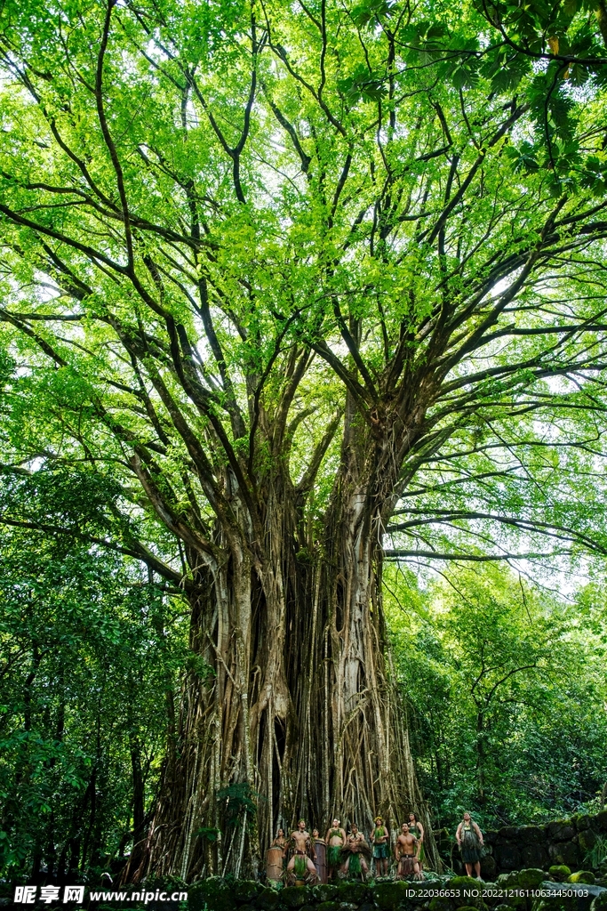 绿色苍天大榕树