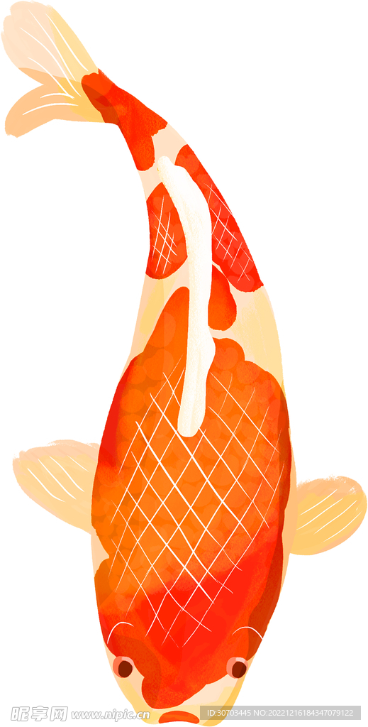 紅色鯉魚