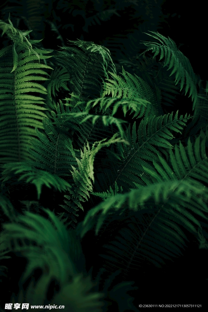 樹葉背景