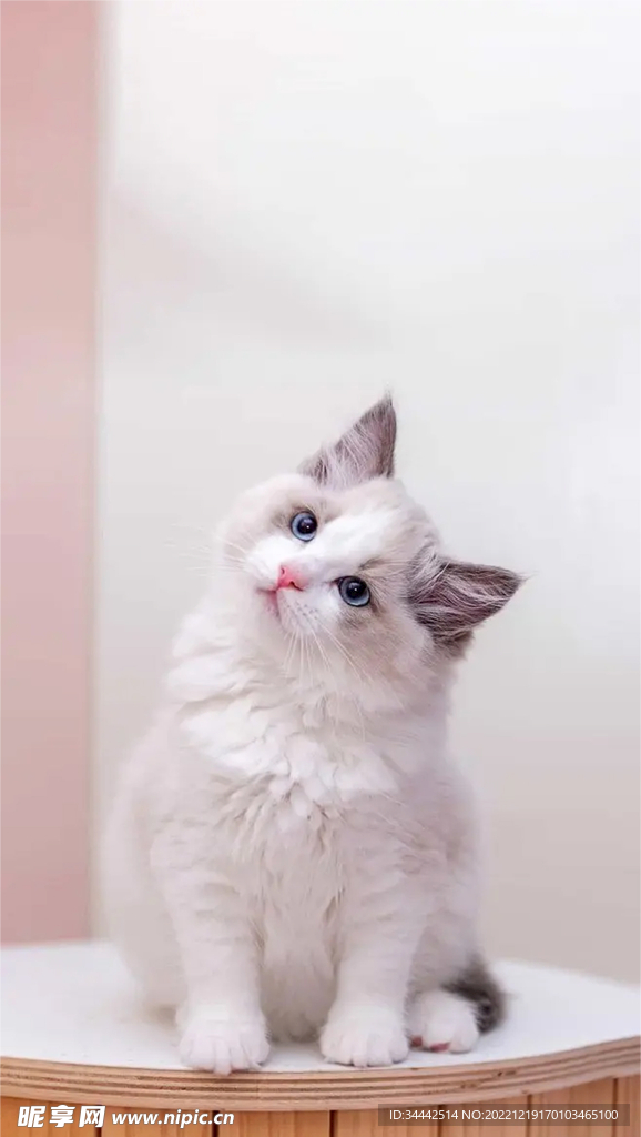 歪頭貓咪