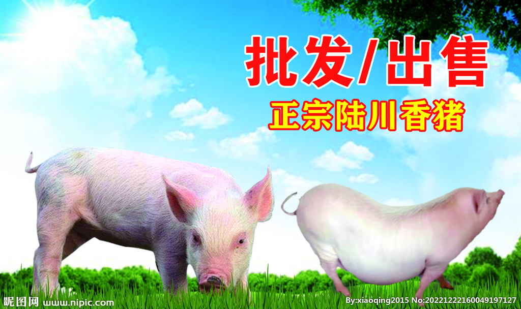 陆川猪名片图片
