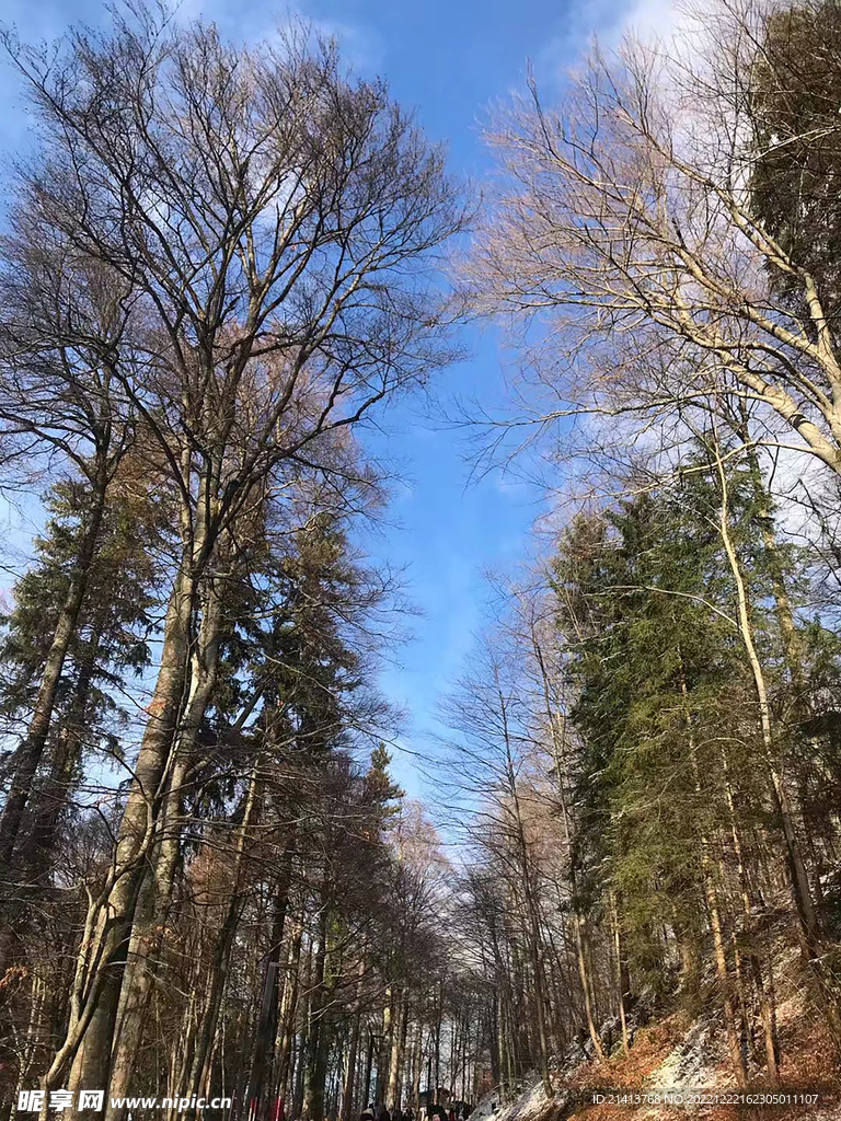樹木樹影樹林