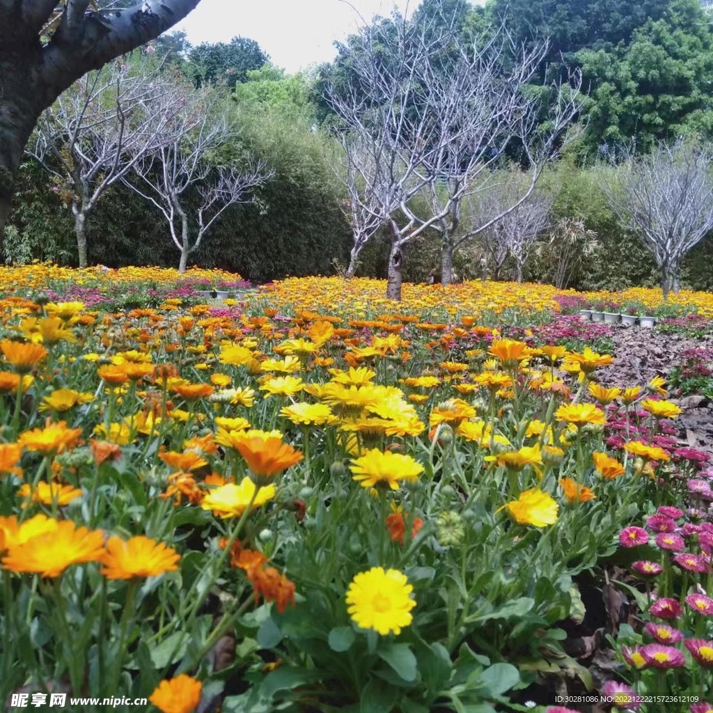 花兒這么美