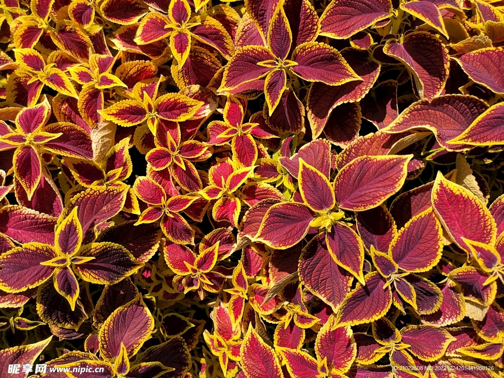 红色观叶植物摄影素材背景图片