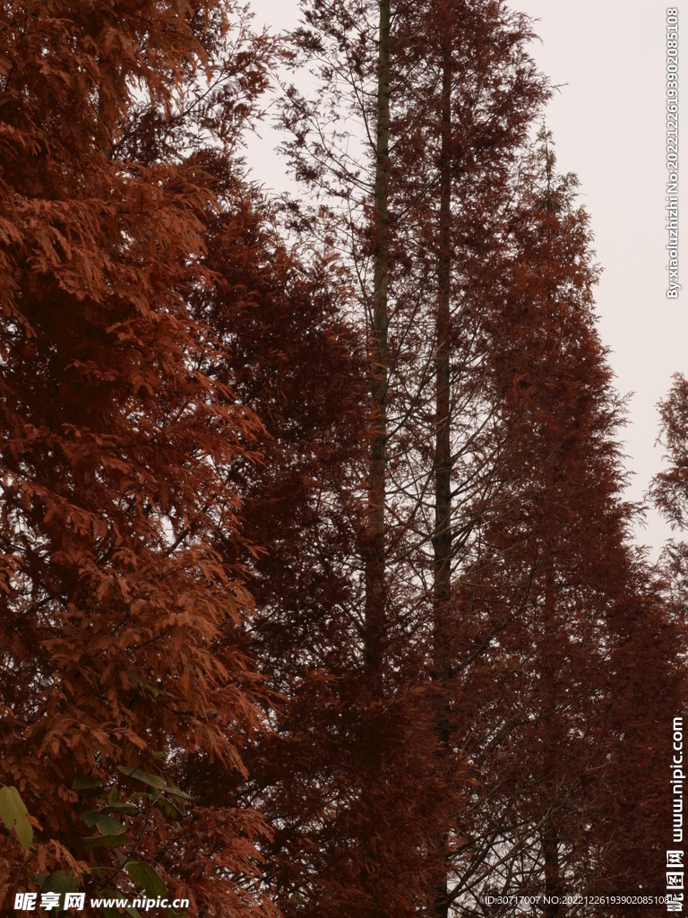 紅杉