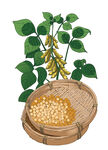 黄豆 农作物