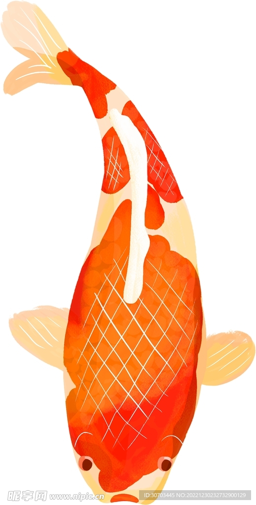 大鯉魚
