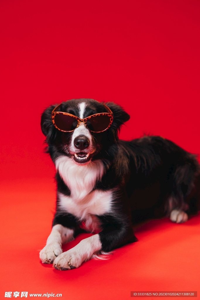 邊境牧羊犬