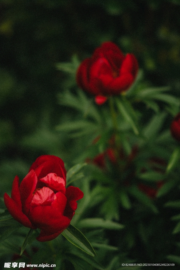花開
