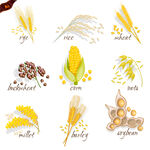 小麦玉米插画