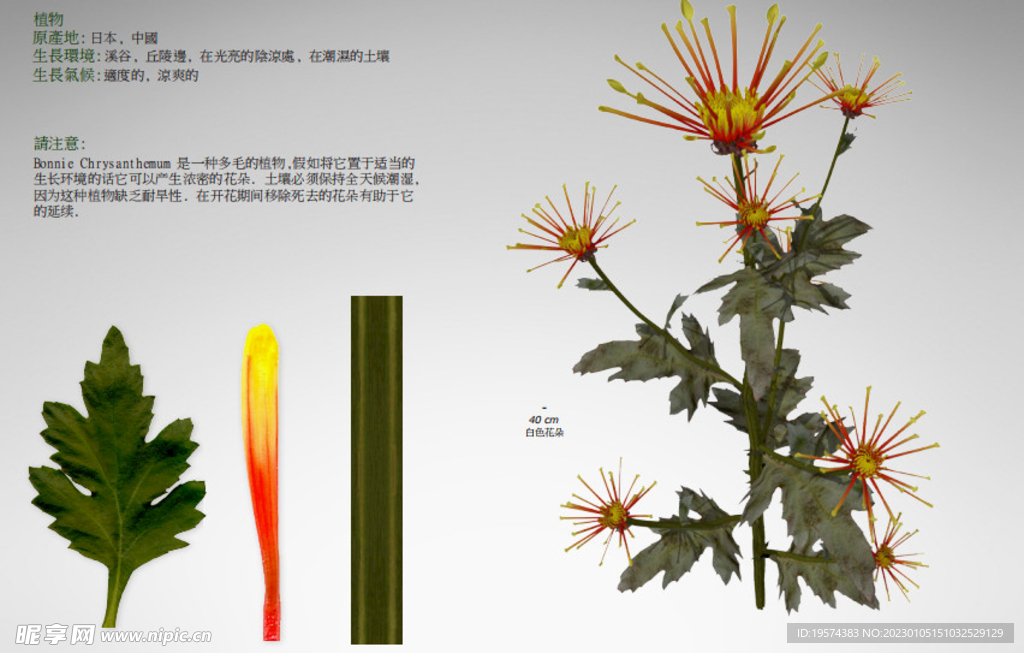 C4D模型 花朵  