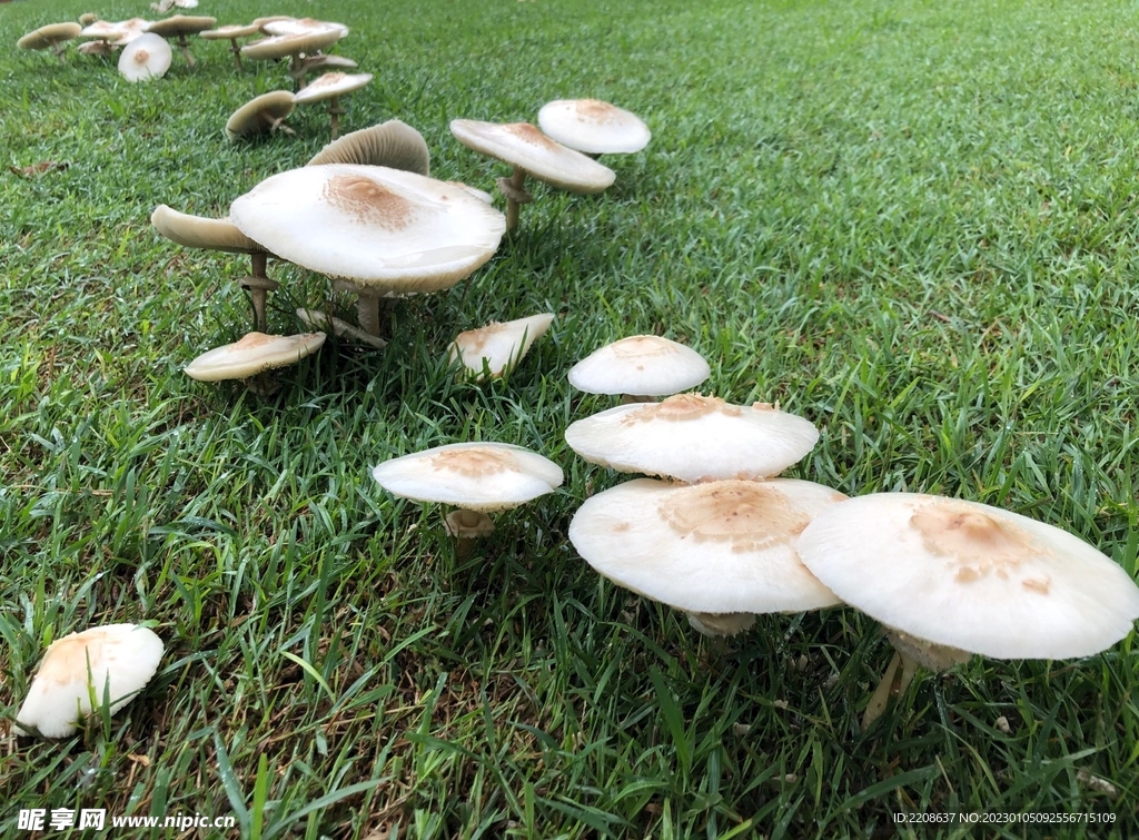 澳州春季雨后北斗星排列蘑菇伞图