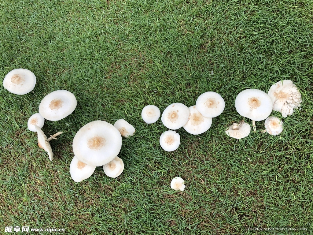 澳州雨后井然有序排列的蘑菇
