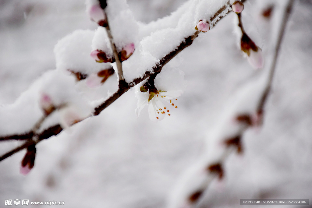 雪中梅花