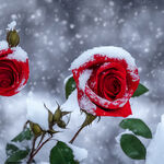 雪中的玫瑰花