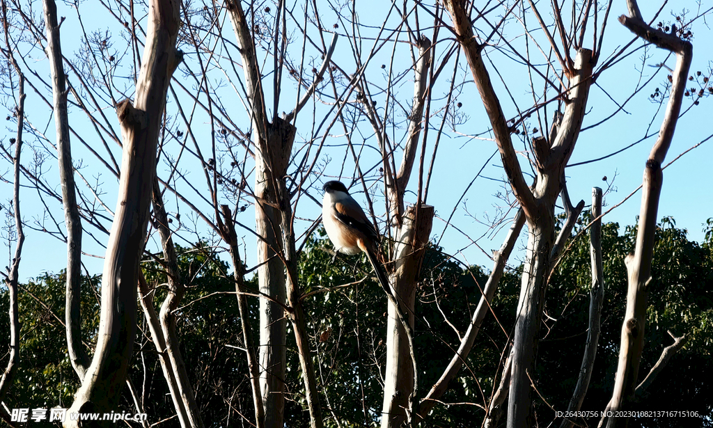 棕背伯劳鸟