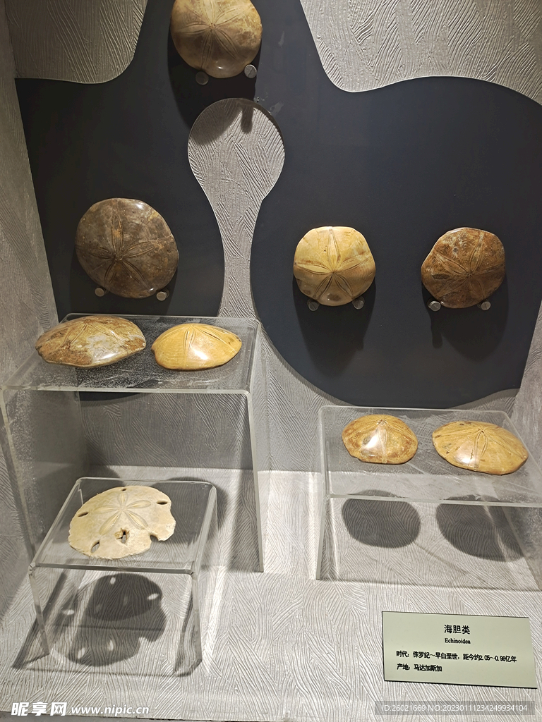 恐龍化石博物館