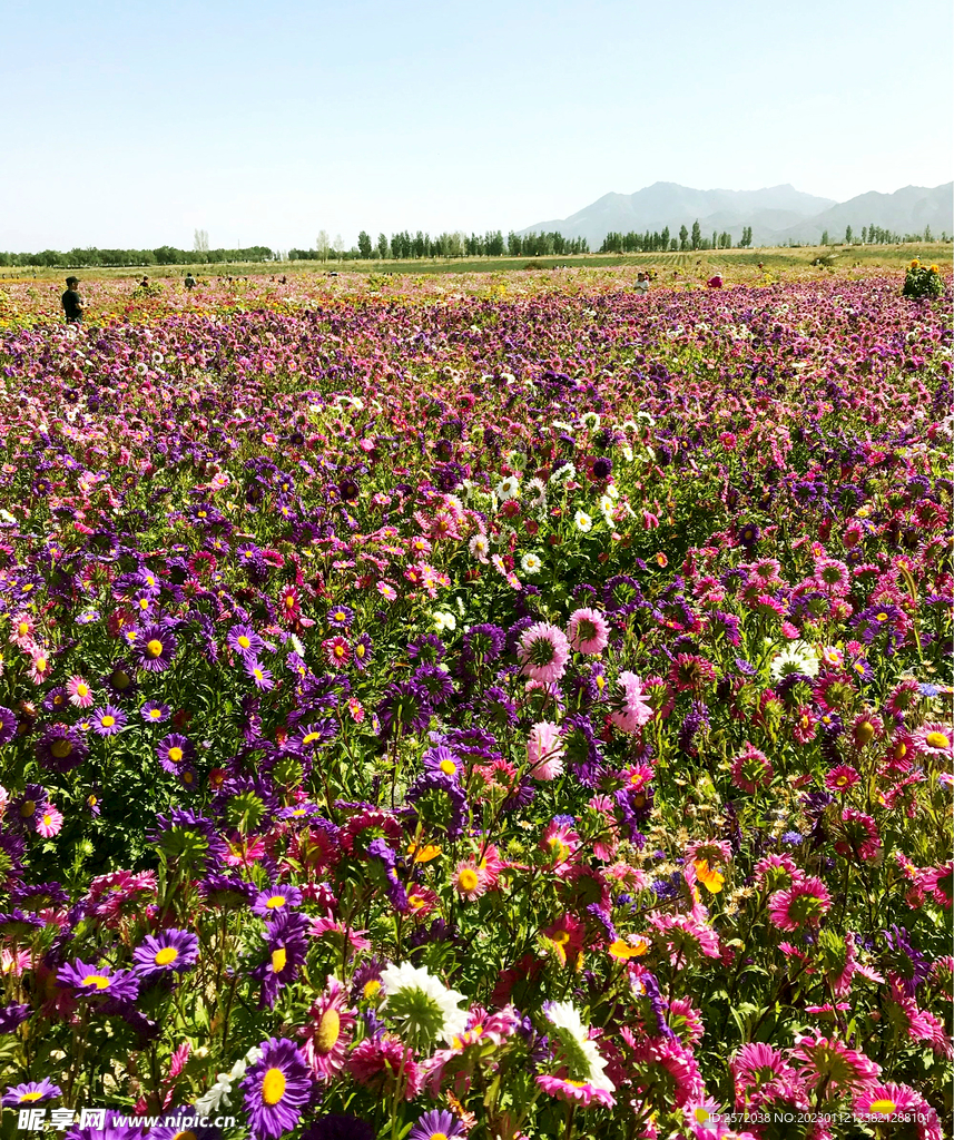 乌鲁木齐南山花海