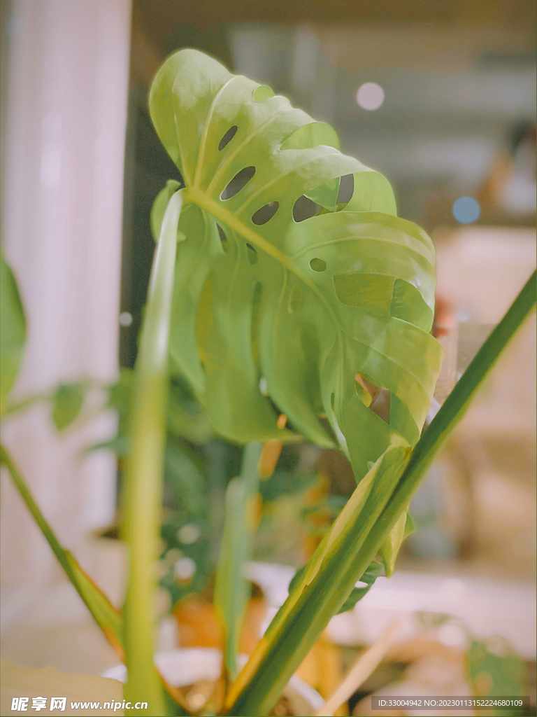 居家綠植龜背竹