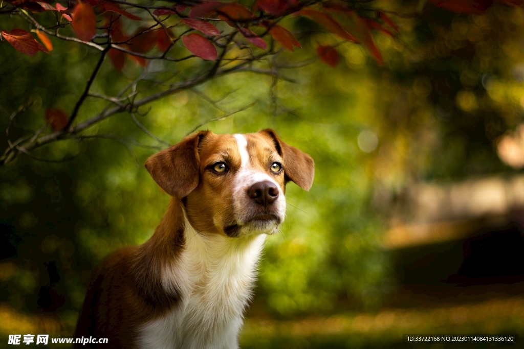 比格犬