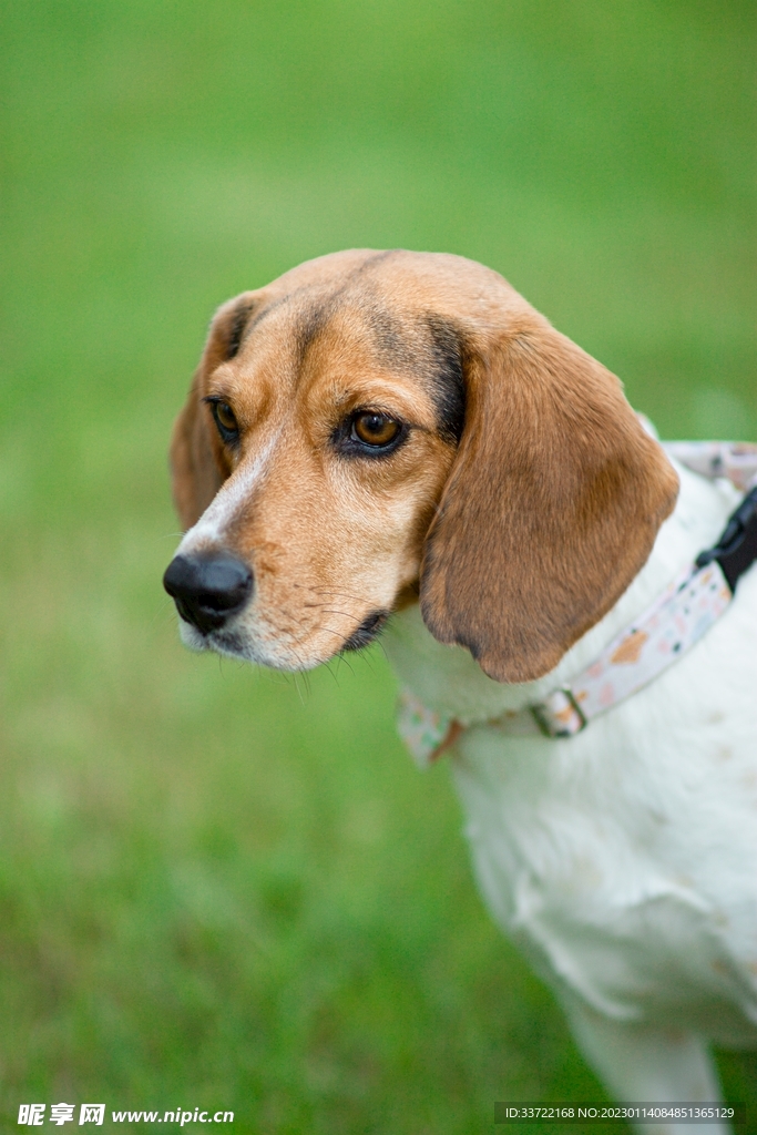比格犬