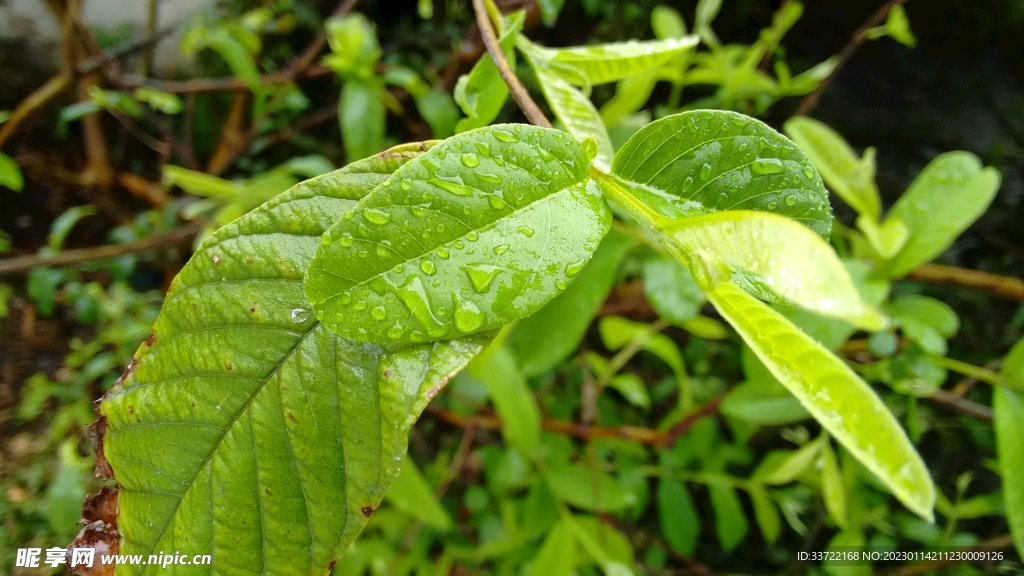 水滴水珠