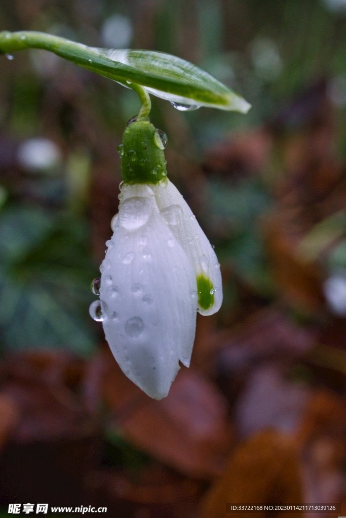 水滴水珠