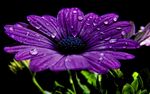 神秘的紫色花朵