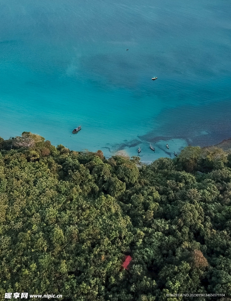 樹林大海