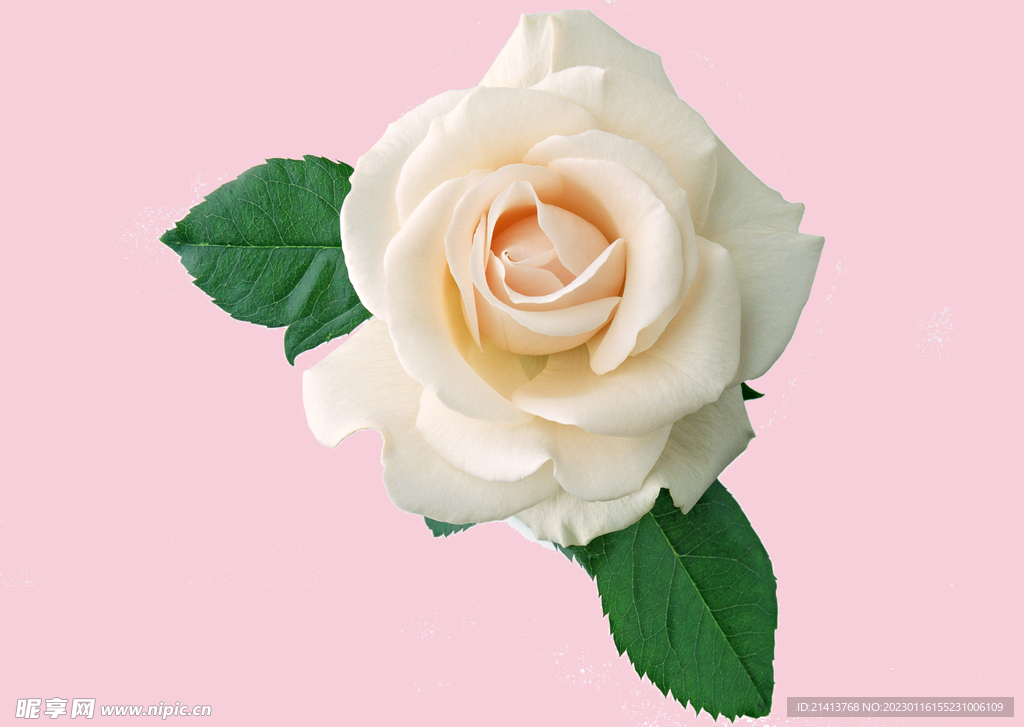 玫瑰花朵花卉