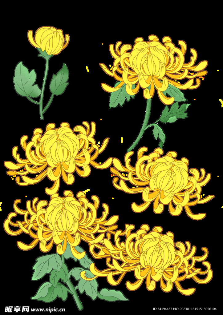 菊花