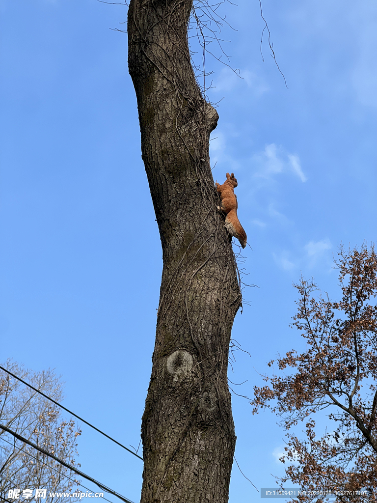 松鼠爬树