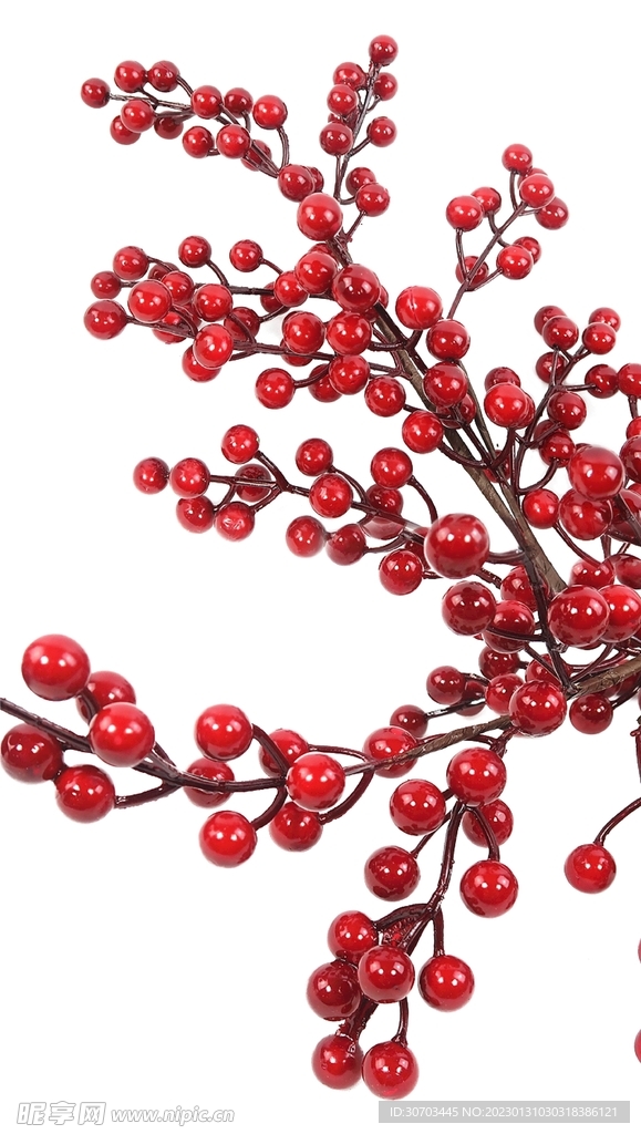紅果實